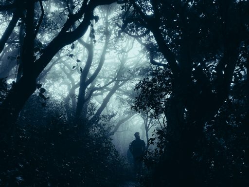 mimndfulness-naturaleza-nocturna